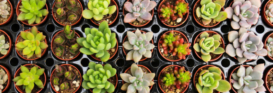 mini-mottes de sedums