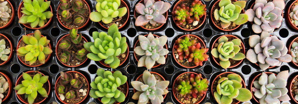 mini-mottes de sedums